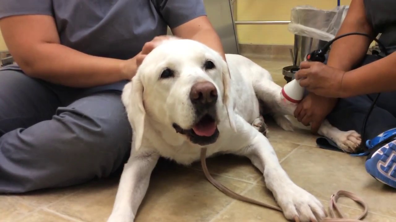 The Importance of Pet Care: Enhancing the Lives of Arthritic Dogs with Cold Laser Therapy